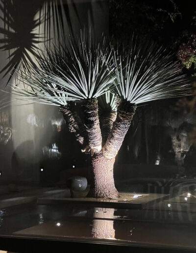 Illuminated palm tree at night casting a shadow on a surrounding surface.