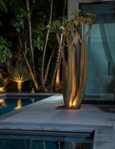 Illuminated garden with a pool at night, showcasing a tall cactus and tropical foliage.