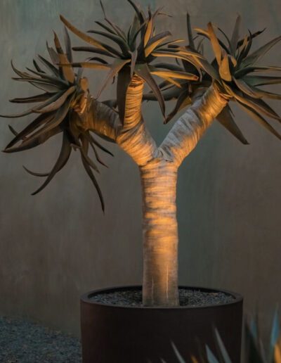 A potted plant with slender leaves basked in soft sunlight against a textured wall.