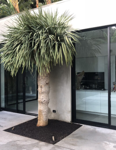 Modern home with floor-to-ceiling windows and exotic plants outside.