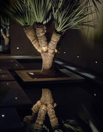 Palm tree and its reflection on a water surface at night.